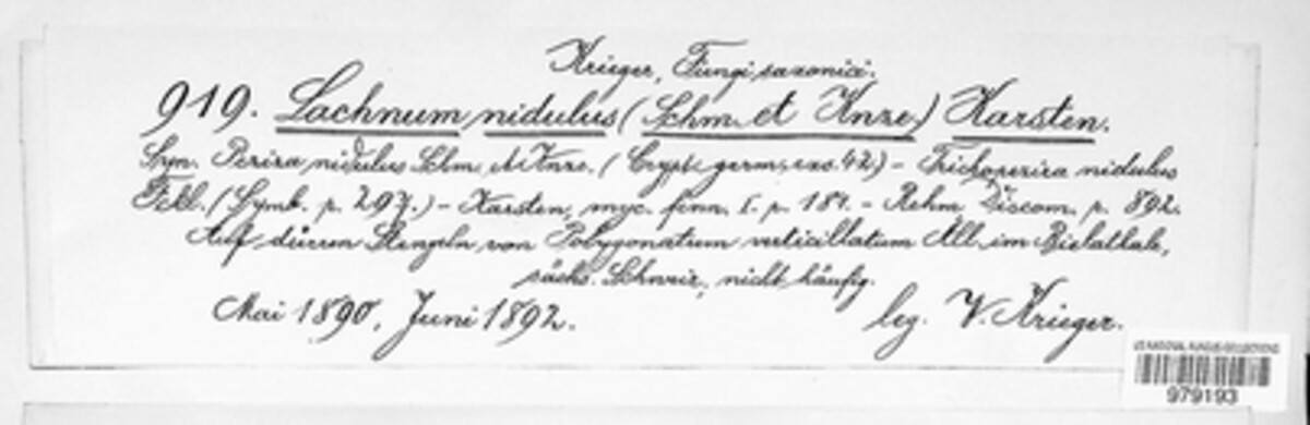 Lachnum nidulus image